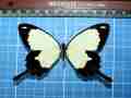 Papilio dardanus male (Black Aberration) (Internet Image property of respective owner, non-commercial use only)